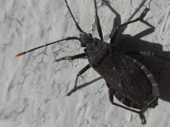 Hygia lativentris