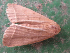 Lepidoptera