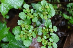 Chrysosplenium formosanum