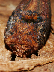 Hylaeora dilucida