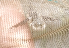 Bombylius fimbriatus