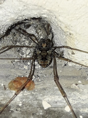 Platybunus pinetorum