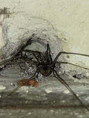 Platybunus pinetorum