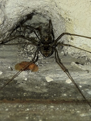 Platybunus pinetorum