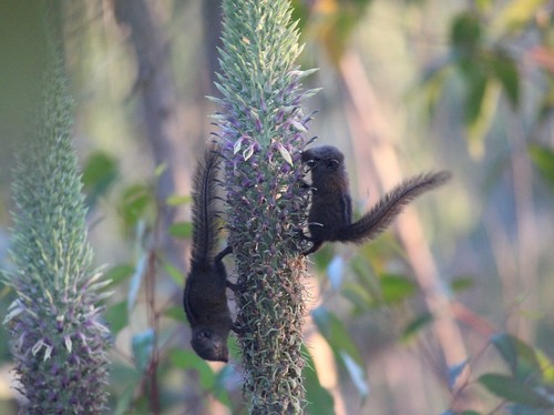 Nilgiri Palm Squirrel
