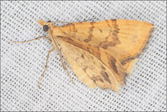 Chrysolarentia correlata