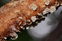 Marasmiellus affixus