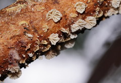 Marasmiellus affixus