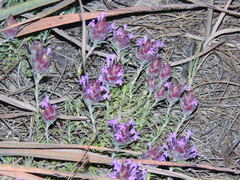 Thymus lotocephalus