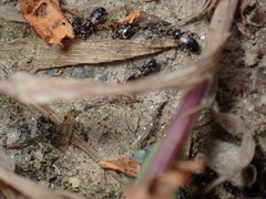 Hirticomus hispidus