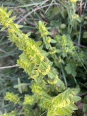 Cruciata
