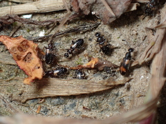 Hirticomus hispidus
