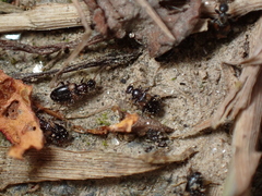 Hirticomus hispidus