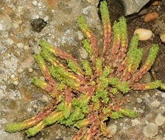 Valantia hispida