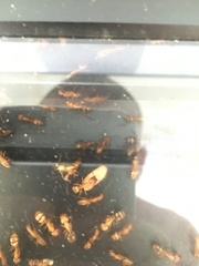 Camponotus variegatus