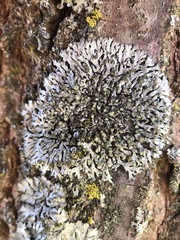 Phaeophyscia orbicularis