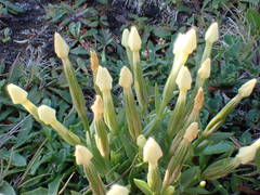 Centaurium maritimum