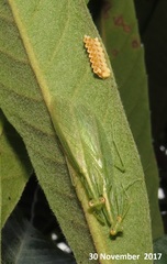 Negromantis gracillima