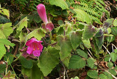 Lophospermum erubescens