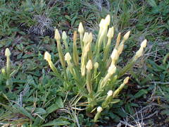 Centaurium maritimum
