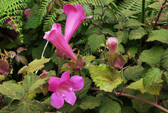 Lophospermum erubescens