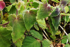 Lophospermum erubescens