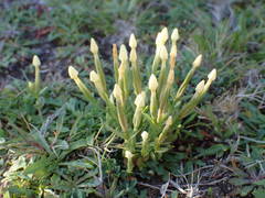 Centaurium maritimum