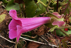 Lophospermum erubescens