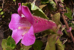 Lophospermum erubescens