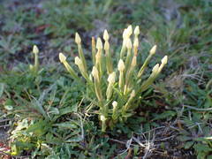 Centaurium maritimum