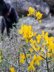 Genista scorpius