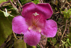 Lophospermum erubescens