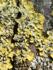 Xanthoria parietina