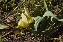Iris lutescens chamaeiris
