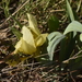 Iris lutescens chamaeiris - Photo 由 Elendil Cocchi 所上傳的 (c) Elendil Cocchi，保留部份權利CC BY-NC