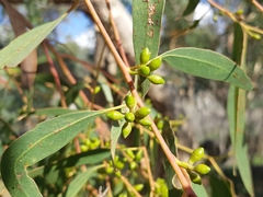 Eucalyptus bridgesiana