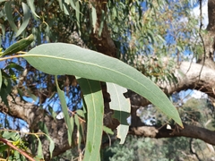 Eucalyptus bridgesiana