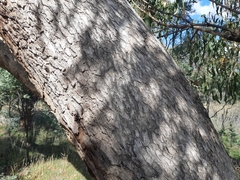 Eucalyptus bridgesiana