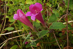 Lophospermum erubescens