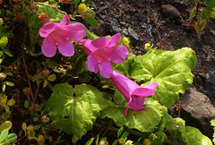 Lophospermum erubescens