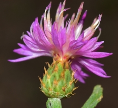 Centaurea aspera stenophylla
