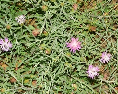 Centaurea aspera stenophylla