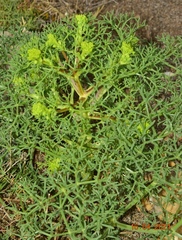 Cachrys libanotis