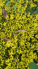 Sedum actinocarpum