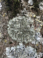 Pleurosticta acetabulum