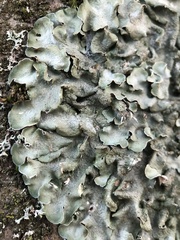 Pleurosticta acetabulum