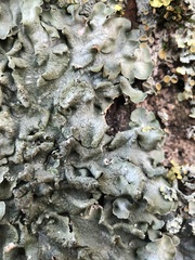 Pleurosticta acetabulum