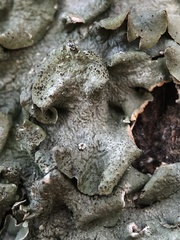 Pleurosticta acetabulum
