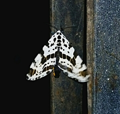 Hypercompe andromela