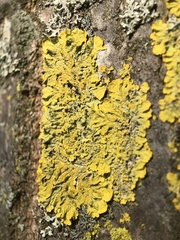 Xanthoria parietina